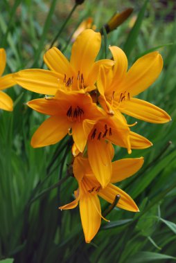 parlak turuncu çiçek lily