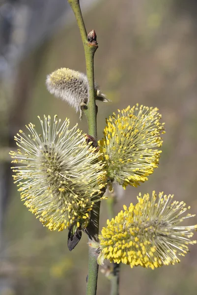 Junge Knospen und Blätter — Stockfoto