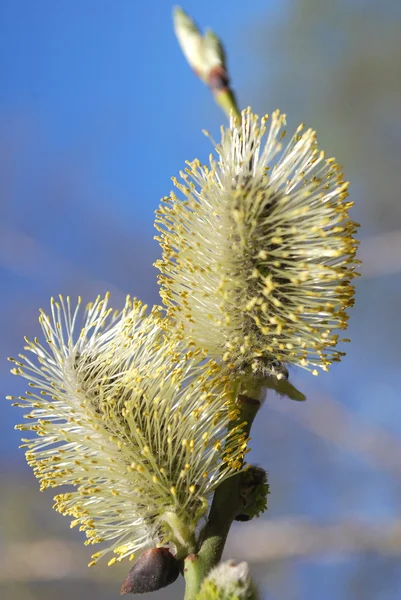 Junge Knospen und Blätter — Stockfoto