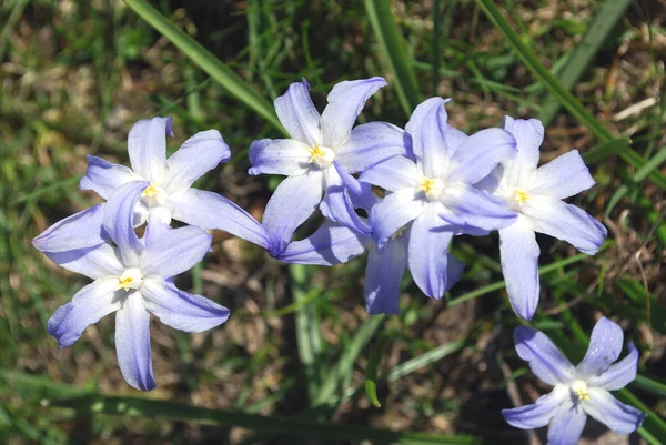 Leuchtend blaue Blütenprimel — Stockfoto