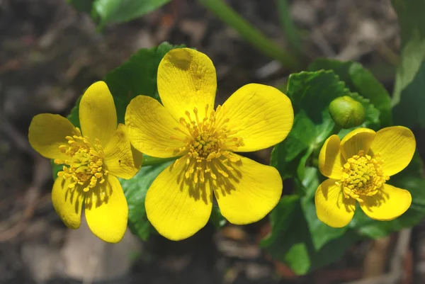 Flores de color amarillo brillante onagra — Foto de Stock