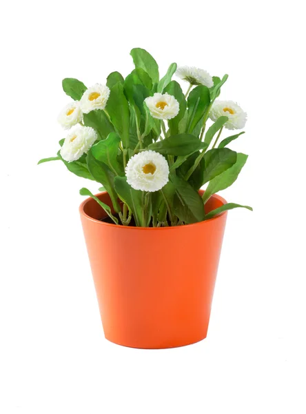 Flower — Stock Photo, Image