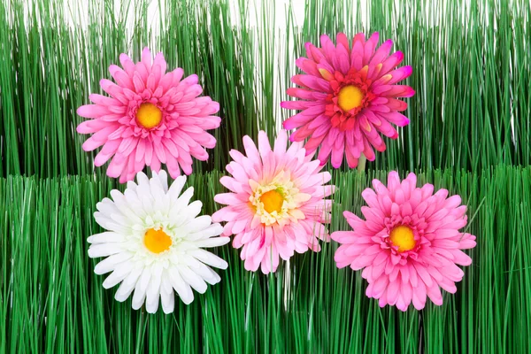 Flowers with grass — Stock Photo, Image