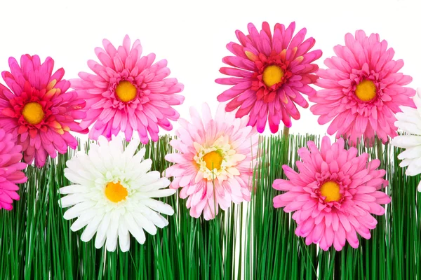 Bloemen met gras — Stockfoto