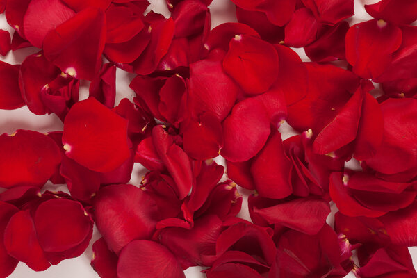 Red rose petals