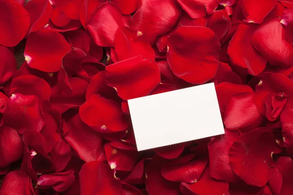 Card and rose petals with a blank space — Stock Photo, Image