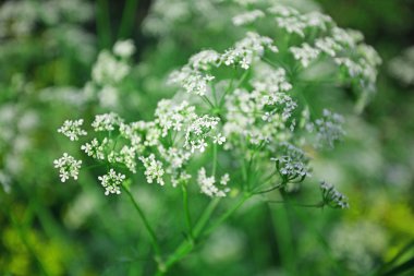 kır çiçekleri yakın çekim