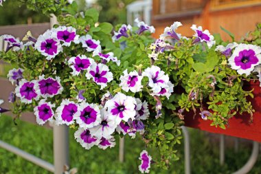 bir tencerede petunyaların