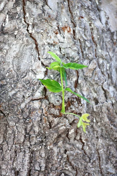 Una sola hoja verde en el árbol. "Nueva vida" - foto conceptual —  Fotos de Stock