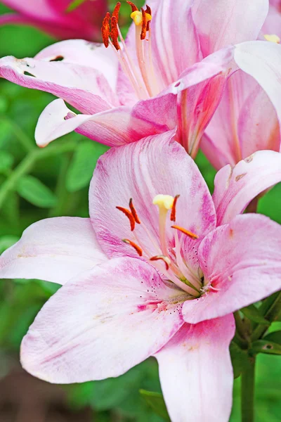 Pembe lily tomurcukları ve yapraklar — Stok fotoğraf