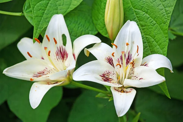 Beyaz lily tomurcukları ve yapraklar — Stok fotoğraf