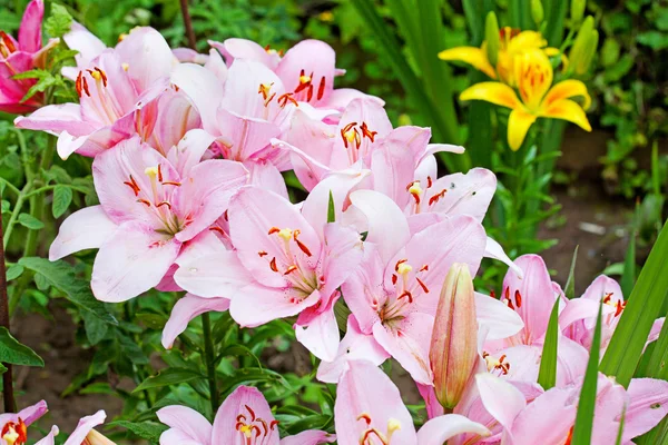粉色百合花园里的花 — 图库照片
