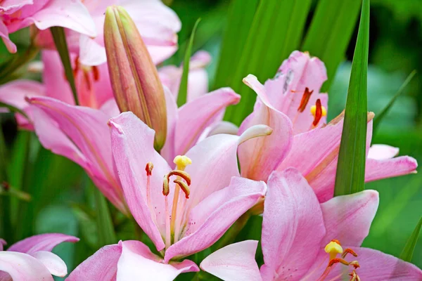 Pembe lily tomurcukları ve yapraklar — Stok fotoğraf