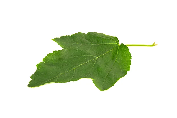 Feuille d'une plante isolée sur fond blanc — Photo