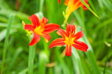 Kırmızı lily tomurcukları ve yaprak ile