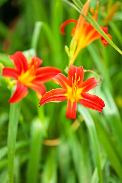 Czerwony lily z pąków i liści — Zdjęcie stockowe