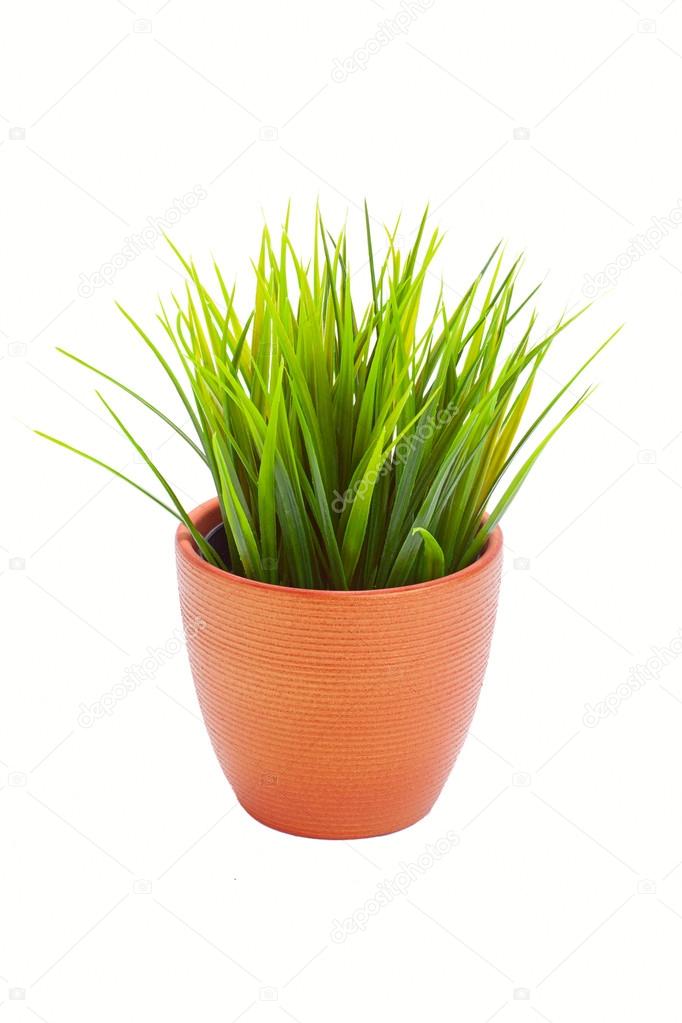 Grass plant for indoor