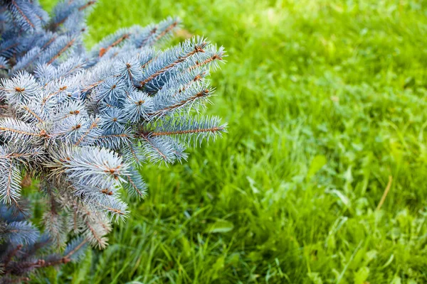 Blue spruce grenar — Stockfoto