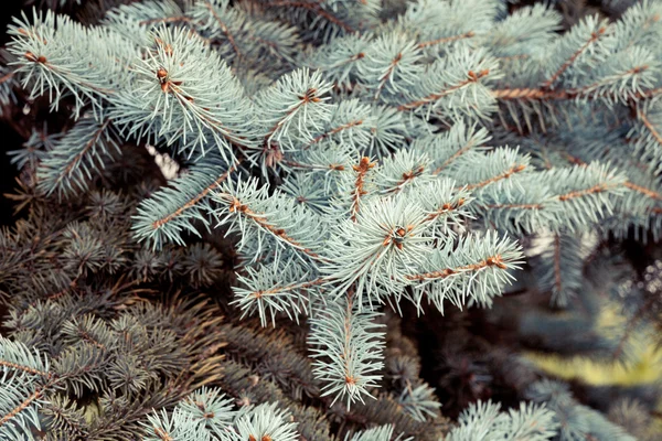 Abeto azul — Fotografia de Stock