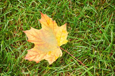 Sarı akçaağaç yaprağı çimenlerin üzerinde