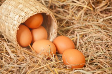 taze yumurta