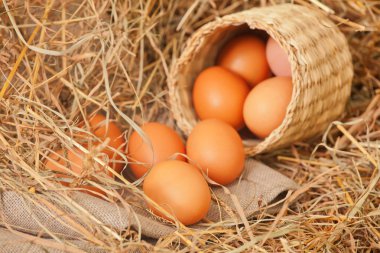 taze yumurta