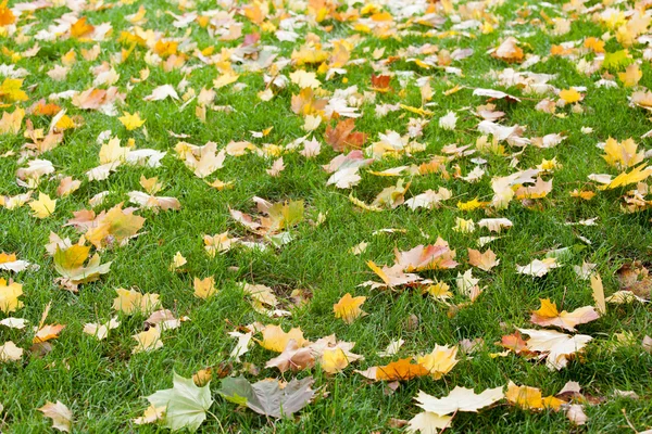 Fallen leaves background — Stock Photo, Image