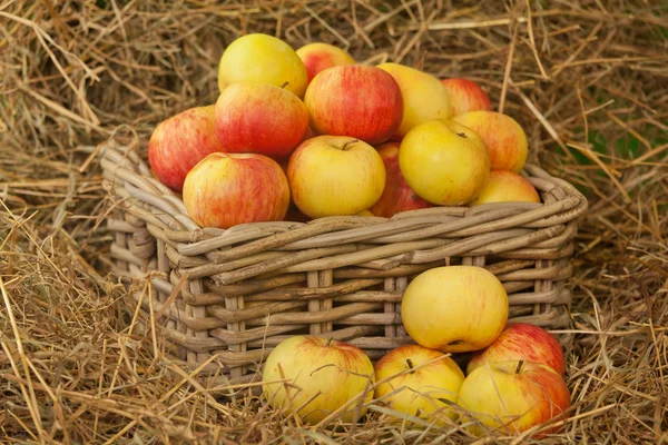 Korb mit Äpfeln — Stockfoto