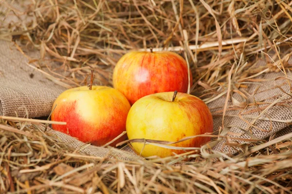 Mogna röda äpplen — Stockfoto