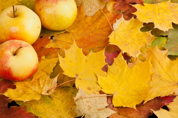 Caídas hojas de arce de otoño y manzana — Foto de Stock