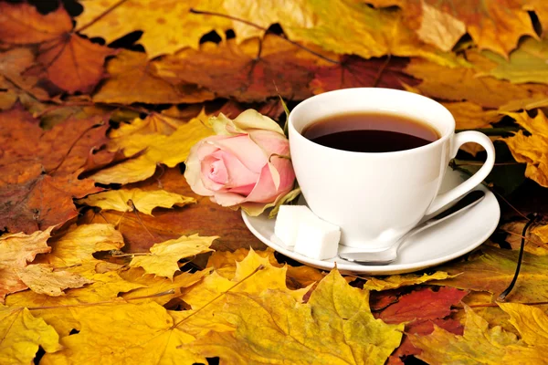 Beyaz fincan çay kırmızı gül ve akçaağaç yaprağı — Stok fotoğraf