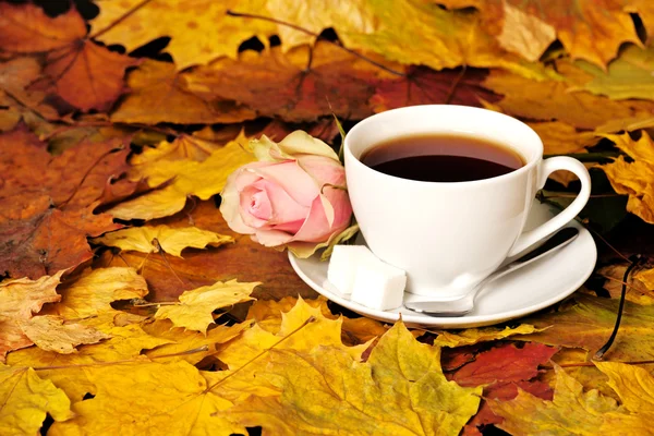 Tazza di tè bianco con rosa rossa e foglia d'acero — Foto Stock