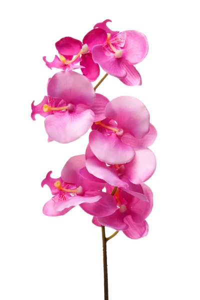 Orchidée rose . — Photo