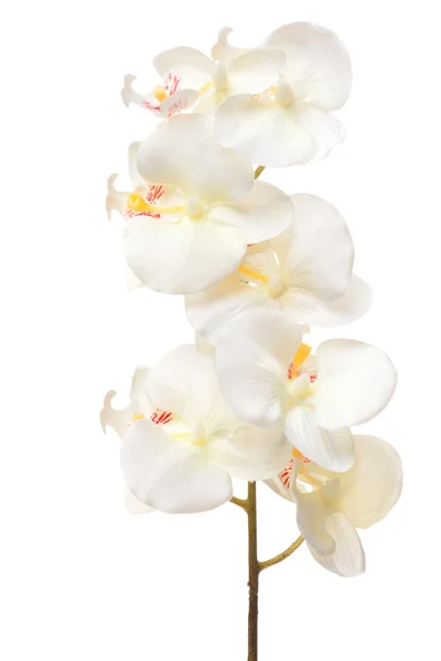 Orchidée blanche . — Photo