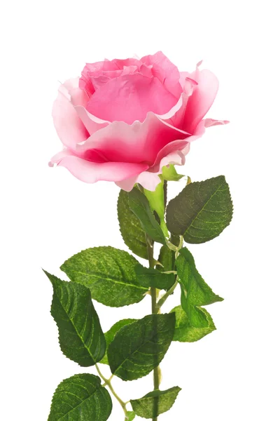 Pink Rose — Stock Photo, Image