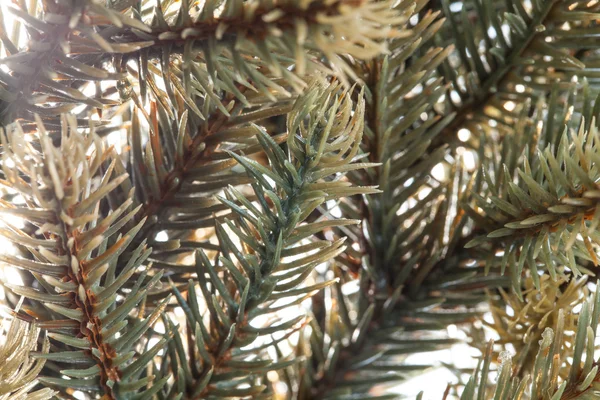 Ramas de un árbol de Navidad — Foto de Stock