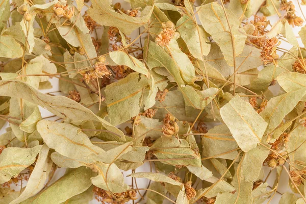 Dried Linden Flowers — Stock Photo, Image