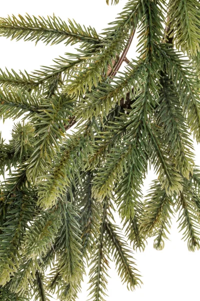 Evergreen fir tree branch — Stock Photo, Image