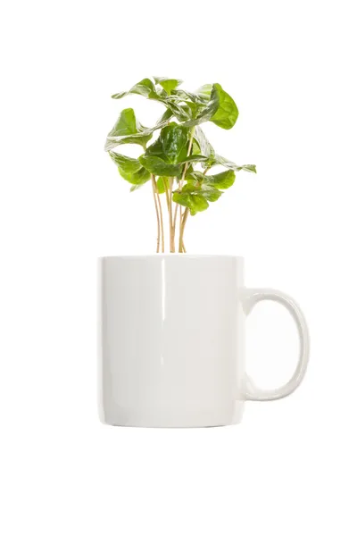 Junge grüne Sprossen Strauch von Kaffeebaum in einer Tasse. isoliert auf einem — Stockfoto