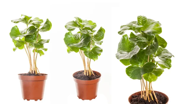 Young green sprouts bush of coffee in the terra-cotta pot isolat — Stock Photo, Image