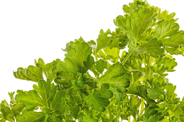 BUNCH OF FRESH PARSLEY ISOLATED on a WHITE BACKGROUP — стоковое фото