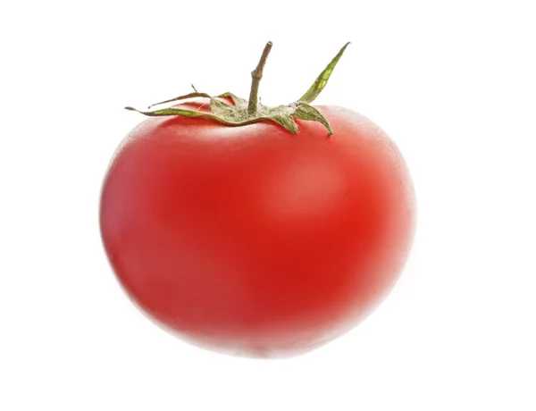 Jedno čerstvé rajče — Stock fotografie