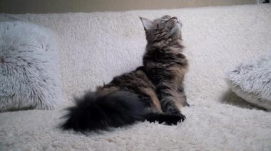 Maine Rakun Kedi kanepede yatar ve dikkatlice bakar, el kamerası