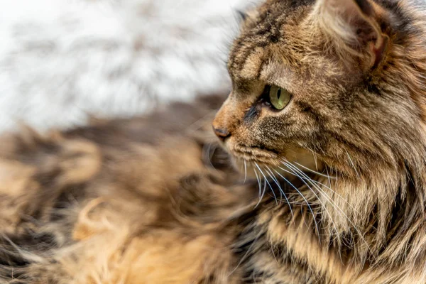 Котячий портрет, зблизька. Прекрасний котячий кіт Мен лежить на дивані, копіюю простору — стокове фото