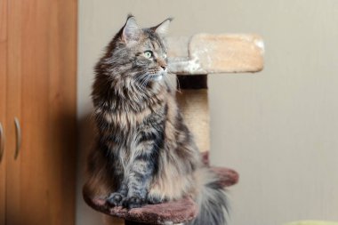 Güzel Mainecoon kedisi podyumda oturur, yan tarafa bakar.