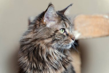 Güzel Mainecoon kedisi podyumda oturur, yan tarafa bakar. Kapat..