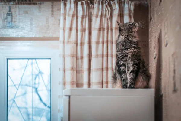 Mainkoon cat on the refrigerator in the kitchen — Foto Stock