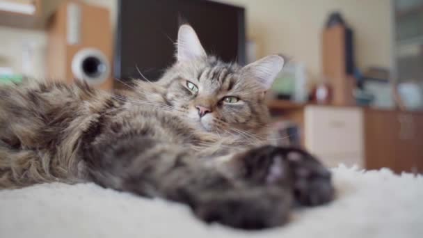 Sleepy Cat Lies Room Squints Maine Coon Portrait Close Soft — Vídeo de Stock