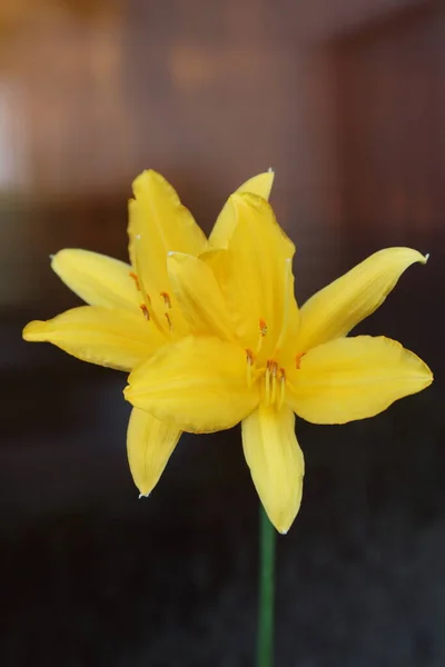 Zwei Schöne Gelbe Blumen Blühten Frühling Garten — Stockfoto