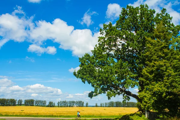 Yolun yakınlarında güçlü meşe